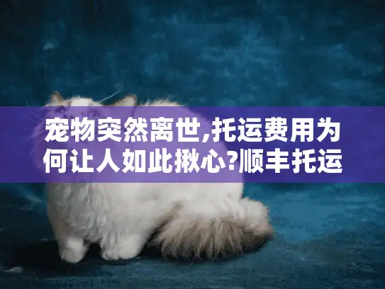 宠物突然离世,托运费用为何让人如此揪心?顺丰托运宠物价格表详解