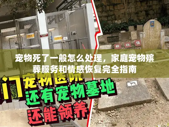 宠物死了一般怎么处理,家庭宠物殡葬服务和情感恢复完全指南 宠物死了一般怎么处理,家庭宠物殡葬服务和情感恢复完全指南