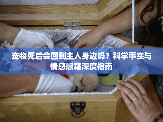 宠物死后会回到主人身边吗？科学事实与情感慰藉深度指南