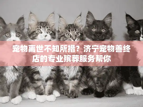 宠物离世不知所措？济宁宠物善终店的专业殡葬服务帮你