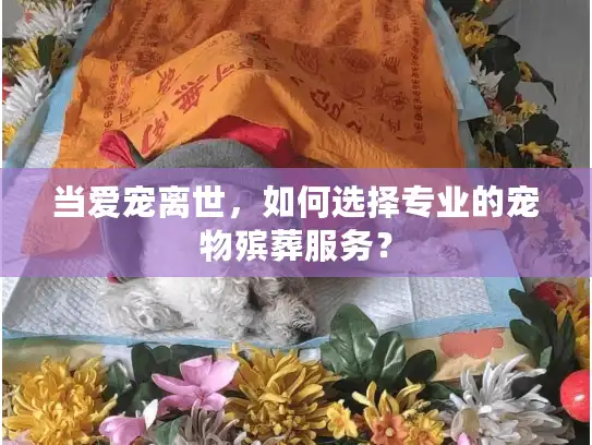 当爱宠离世,如何选择专业的宠物殡葬服务? 当爱宠离世,如何选择专业的宠物殡葬服务?