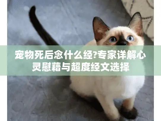 宠物死后念什么经?专家详解心灵慰藉与超度经文选择