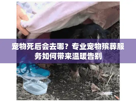 宠物死后会去哪？专业宠物殡葬服务如何带来温暖告别