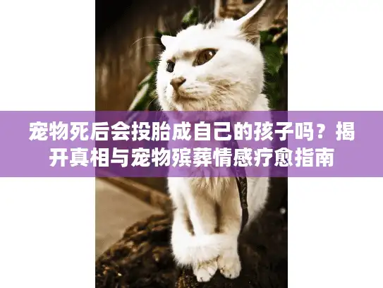 宠物死后会投胎成自己的孩子吗?揭开真相与宠物殡葬情感疗愈指南 宠物死后会投胎成自己的孩子吗?揭开真相与宠物殡葬情感疗愈指南