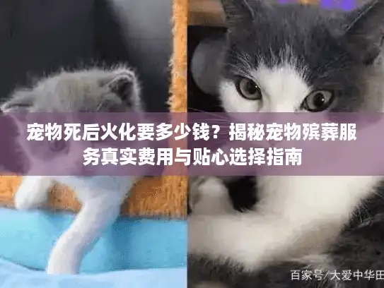 宠物死后火化要多少钱?揭秘宠物殡葬服务真实费用与贴心选择指南 宠物死后火化要多少钱?揭秘宠物殡葬服务真实费用与贴心选择指南