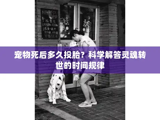 宠物死后多久投胎？科学解答灵魂转世的时间规律