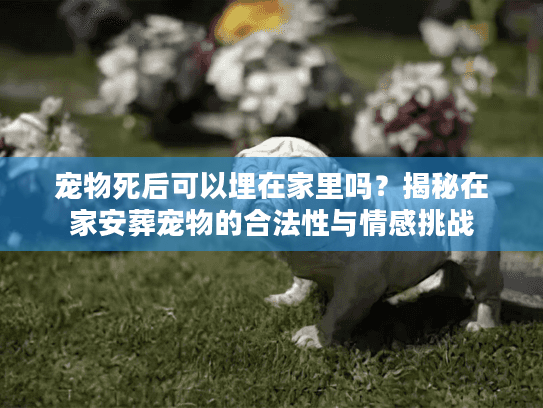 宠物死后可以埋在家里吗？揭秘在家安葬宠物的合法性与情感挑战