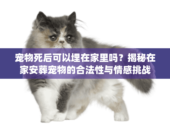 宠物死后可以埋在家里吗？揭秘在家安葬宠物的合法性与情感挑战