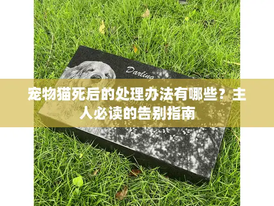 宠物猫死后的处理办法有哪些？主人必读的告别指南