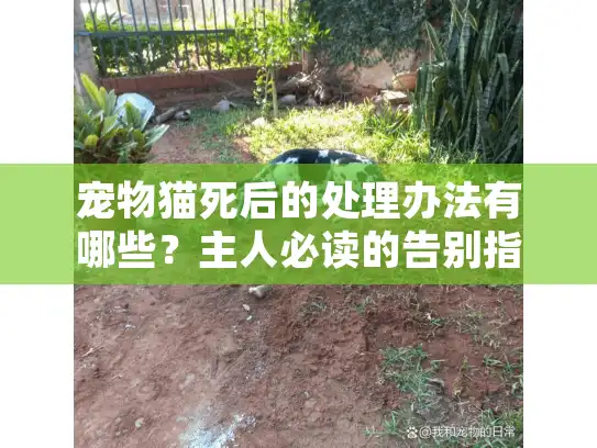 宠物猫死后的处理办法有哪些？主人必读的告别指南