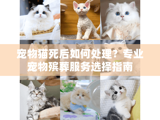 宠物猫死后如何处理？专业宠物殡葬服务选择指南