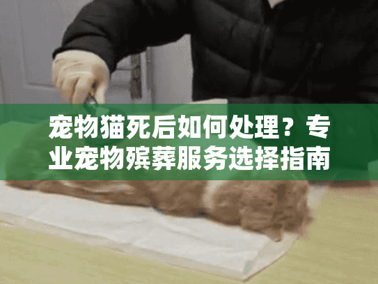 宠物猫死后如何处理？专业宠物殡葬服务选择指南