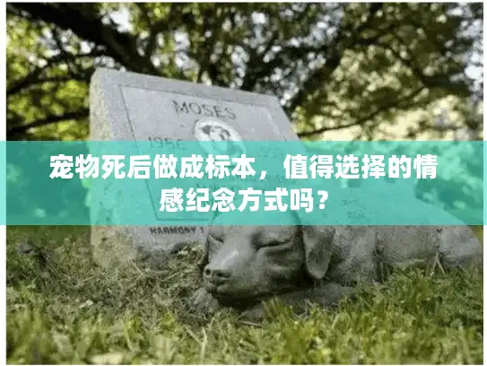 宠物死后做成标本，值得选择的情感纪念方式吗？