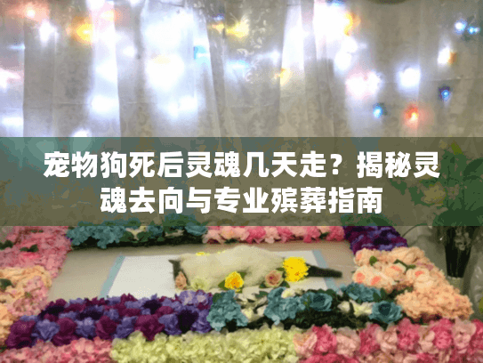 宠物狗死后灵魂几天走？揭秘灵魂去向与专业殡葬指南