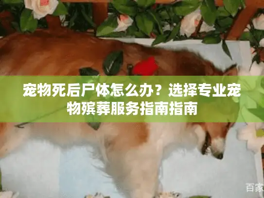 宠物死后尸体怎么办？选择专业宠物殡葬服务指南指南
