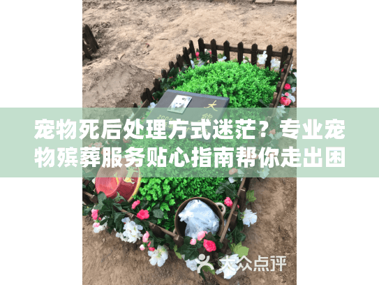 宠物死后处理方式迷茫？专业宠物殡葬服务贴心指南帮你走出困境