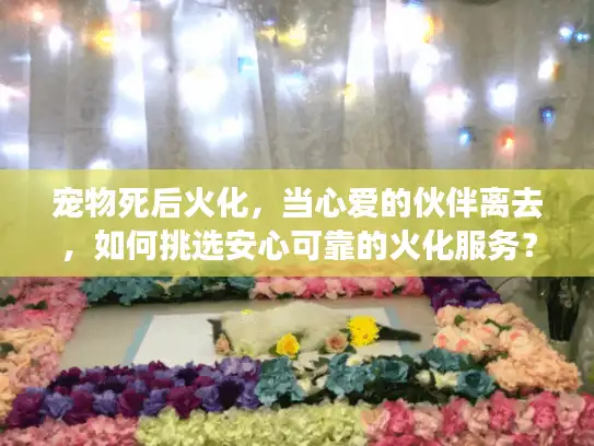 宠物死后火化，当心爱的伙伴离去，如何挑选安心可靠的火化服务？