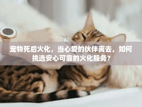 宠物死后火化，当心爱的伙伴离去，如何挑选安心可靠的火化服务？