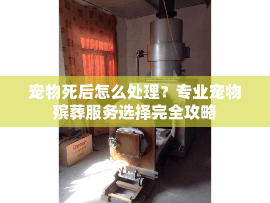 宠物死后怎么处理？专业宠物殡葬服务选择完全攻略