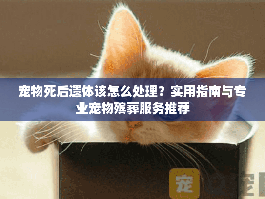 宠物死后遗体该怎么处理？实用指南与专业宠物殡葬服务推荐