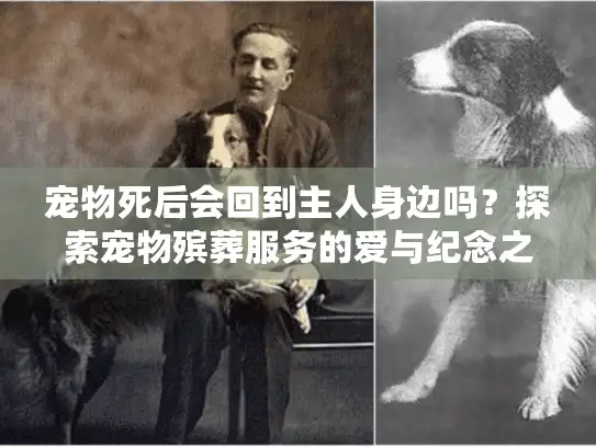 宠物死后会回到主人身边吗？探索宠物殡葬服务的爱与纪念之路
