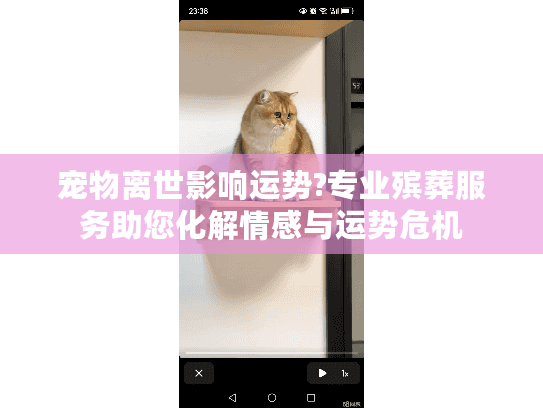 宠物离世影响运势?专业殡葬服务助您化解情感与运势危机 宠物离世影响运势?专业殡葬服务助您化解情感与运势危机