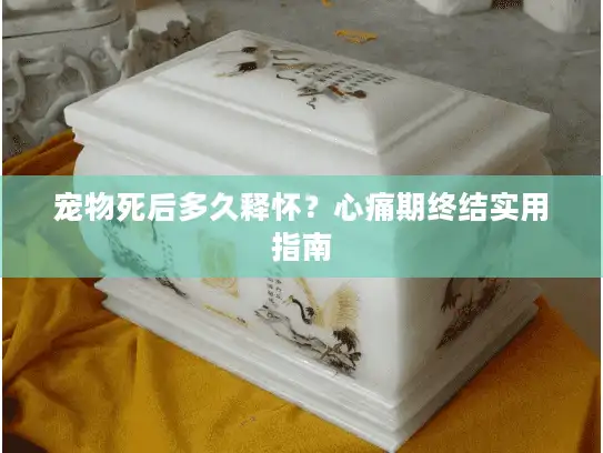 宠物死后多久释怀?心痛期终结实用指南 宠物死后多久释怀?心痛期终结实用指南