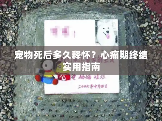 宠物死后多久释怀?心痛期终结实用指南 宠物死后多久释怀?心痛期终结实用指南