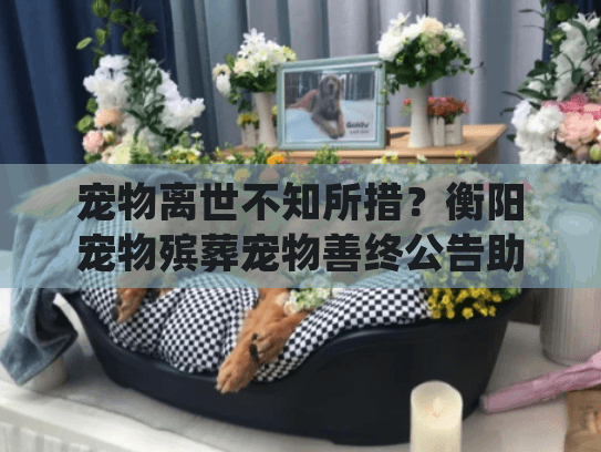 宠物离世不知所措？衡阳宠物殡葬宠物善终公告助你善终处理
