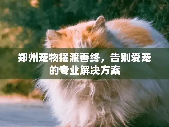 郑州宠物摆渡善终，告别爱宠的专业解决方案