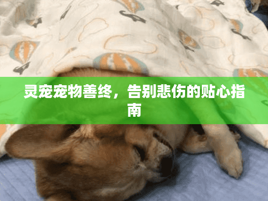 灵宠宠物善终,告别悲伤的贴心指南 灵宠宠物善终,告别悲伤的贴心指南