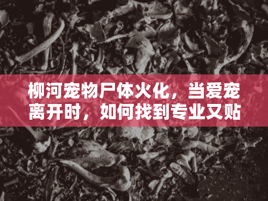 柳河宠物尸体火化，当爱宠离开时，如何找到专业又贴心的火化服务？