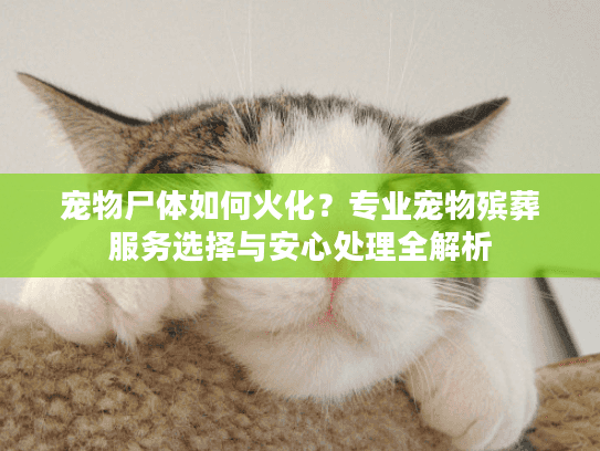 宠物尸体如何火化？专业宠物殡葬服务选择与安心处理全解析