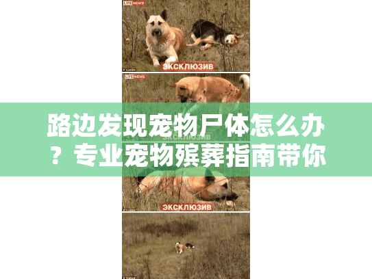 路边发现宠物尸体怎么办？专业宠物殡葬指南带你走出困境
