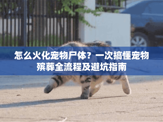 怎么火化宠物尸体？一次搞懂宠物殡葬全流程及避坑指南