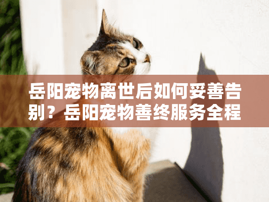 岳阳宠物离世后如何妥善告别？岳阳宠物善终服务全程守护指南