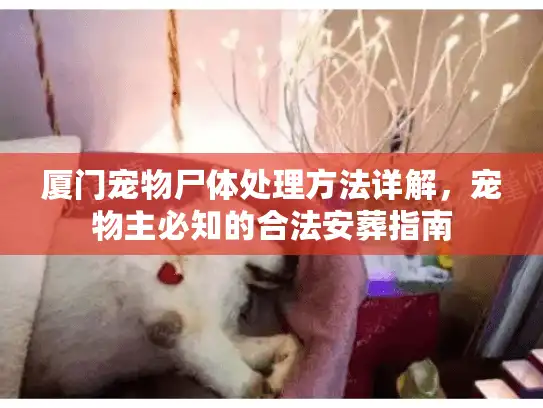 厦门宠物尸体处理方法详解，宠物主必知的合法安葬指南