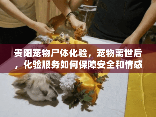 贵阳宠物尸体化验，宠物离世后，化验服务如何保障安全和情感需求？