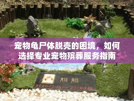 宠物龟尸体脱壳的困境，如何选择专业宠物殡葬服务指南