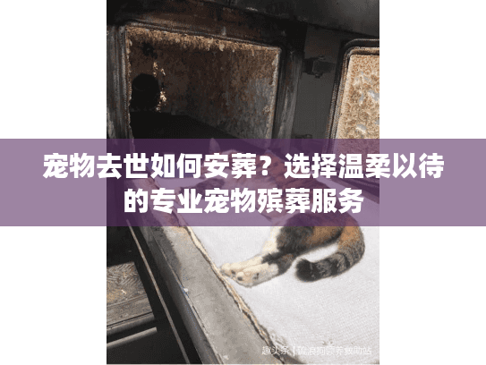 宠物去世如何安葬？选择温柔以待的专业宠物殡葬服务