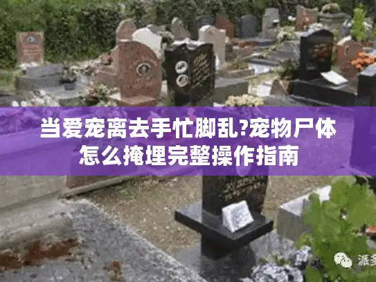 当爱宠离去手忙脚乱?宠物尸体怎么掩埋完整操作指南 当爱宠离去手忙脚乱?宠物尸体怎么掩埋完整操作指南