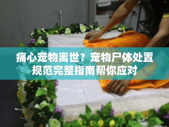 痛心宠物离世？宠物尸体处置规范完整指南帮你应对