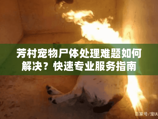 芳村宠物尸体处理难题如何解决？快速专业服务指南