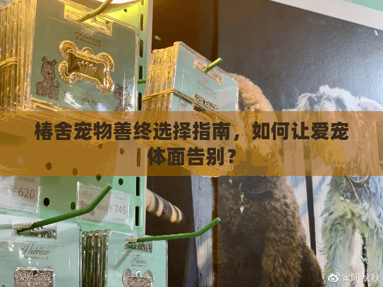 椿舍宠物善终选择指南,如何让爱宠体面告别? 椿舍宠物善终选择指南,如何让爱宠体面告别?