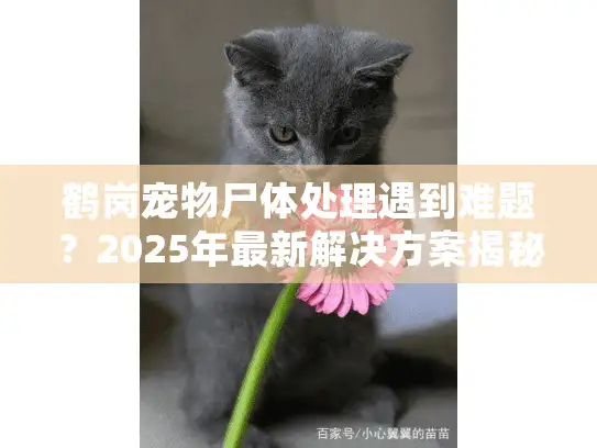 鹤岗宠物尸体处理遇到难题？2025年最新解决方案揭秘