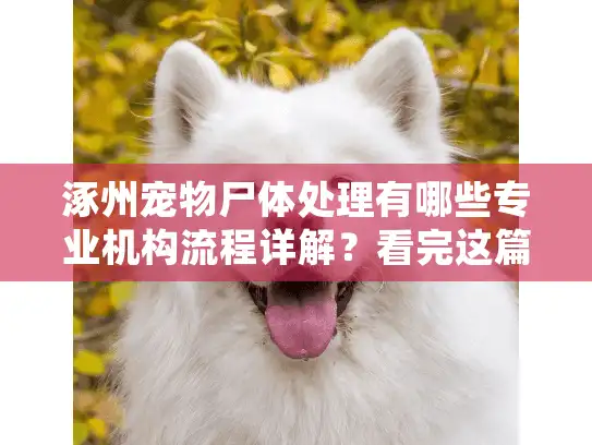 涿州宠物尸体处理有哪些专业机构流程详解？看完这篇就懂了