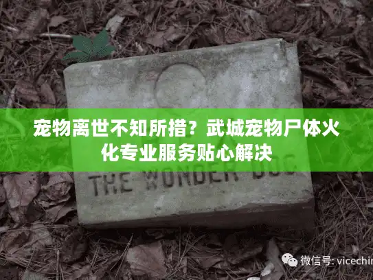 宠物离世不知所措?武城宠物尸体火化专业服务贴心解决 宠物离世不知所措?武城宠物尸体火化专业服务贴心解决