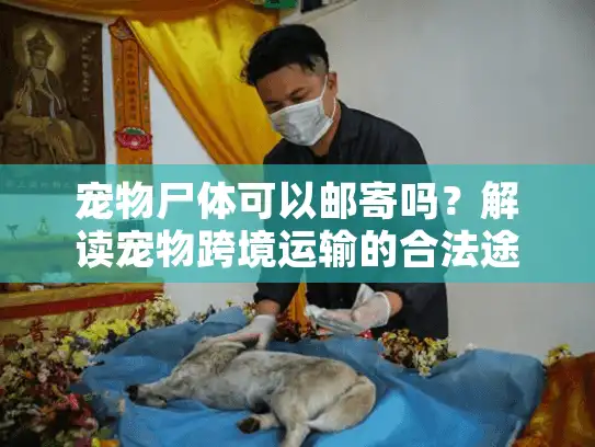 宠物尸体可以邮寄吗？解读宠物跨境运输的合法途径