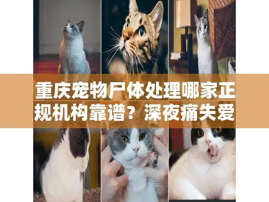 重庆宠物尸体处理哪家正规机构靠谱?深夜痛失爱宠必看指南 重庆宠物尸体处理哪家正规机构靠谱?深夜痛失爱宠必看指南