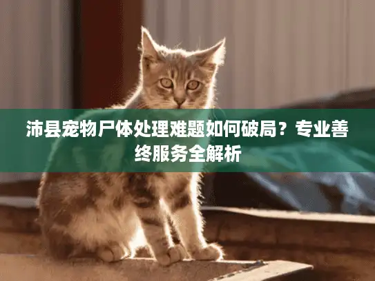 沛县宠物尸体处理难题如何破局？专业善终服务全解析